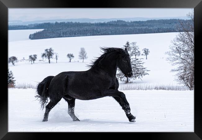 Friesian stallion running in winter field. Black Friesian horse runs gallop in winter. Framed Print by Lubos Chlubny