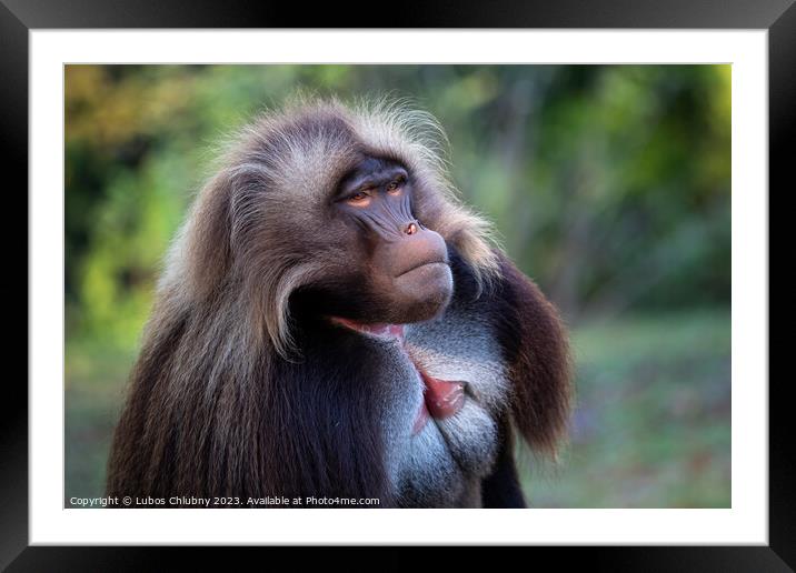 Alpha male of Gelada Baboon - Theropithecus gelada, beautiful ground primate Framed Mounted Print by Lubos Chlubny