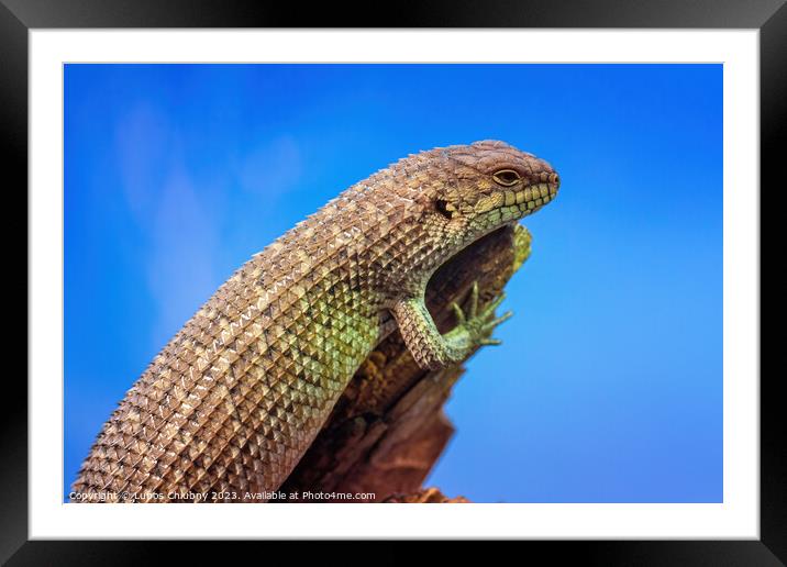 Gidgee Skink basking on log, Egernia stokesii. Framed Mounted Print by Lubos Chlubny