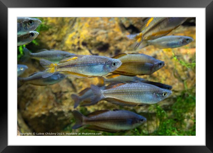 Large school of fish in an aquarium Framed Mounted Print by Lubos Chlubny