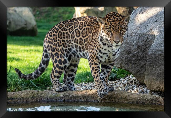 Jaguar is about to jump into the water. Panthera Onca. Framed Print by Lubos Chlubny