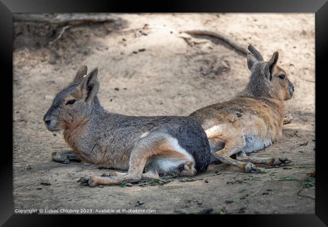 Patagonian mara resting on field, Dolichotis patagonum Framed Print by Lubos Chlubny