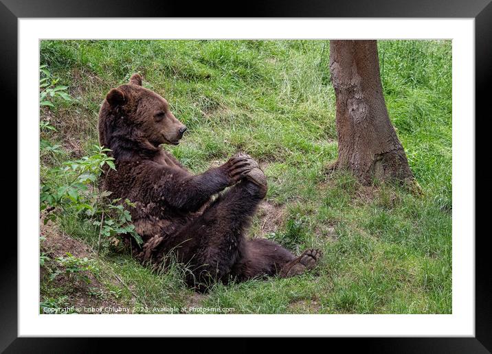 Resting brown bear (Ursus arctos) in the forest Framed Mounted Print by Lubos Chlubny