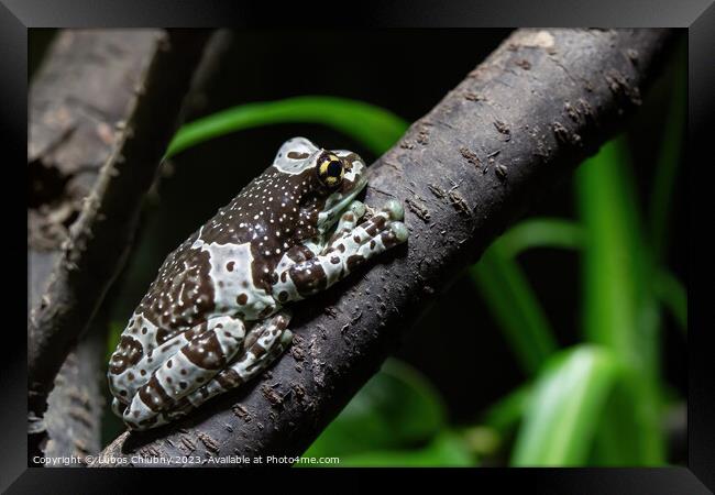 Amazon milk frog on branch- Trachycephalus resinifictrix Framed Print by Lubos Chlubny