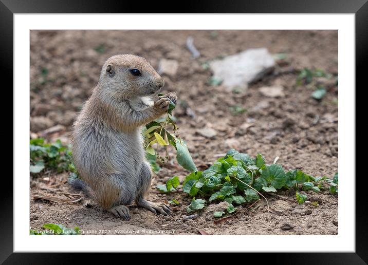 Prairie dog in the meadow, Cynomys ludovicianus Framed Mounted Print by Lubos Chlubny