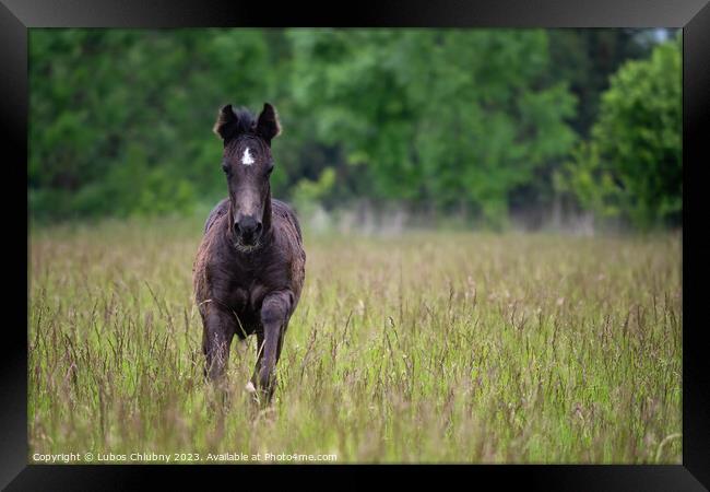 Running foal in spring meadow, black horse Framed Print by Lubos Chlubny