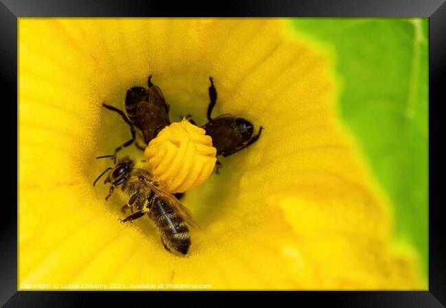 Bees collect pollen in a zucchini flower Framed Print by Lubos Chlubny