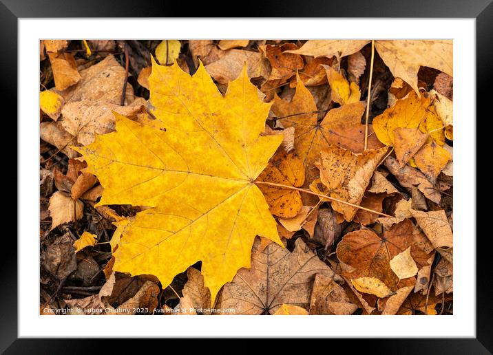 Autumn leaf of maple tree. Background group autumn leaf. Framed Mounted Print by Lubos Chlubny