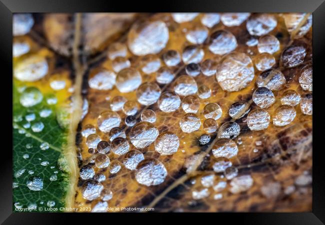 Autumn leaf with water dew drops Framed Print by Lubos Chlubny