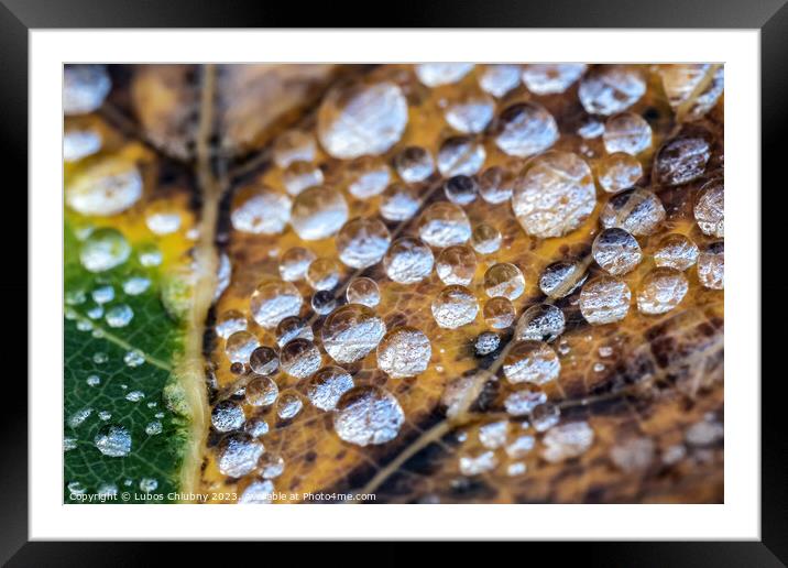 Autumn leaf with water dew drops Framed Mounted Print by Lubos Chlubny