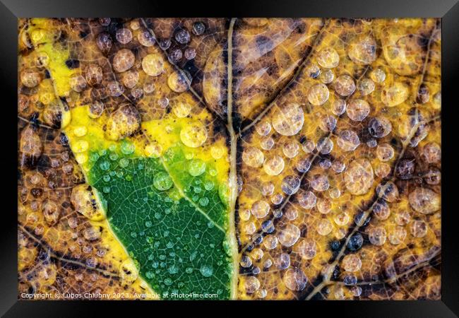 Autumn leaf with water dew drops Framed Print by Lubos Chlubny