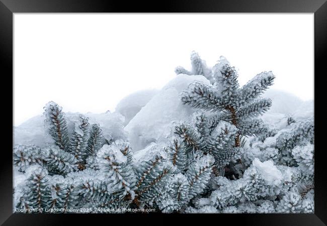 Spruce branches covered with frost. Christmas tree with hoarfrost. Framed Print by Lubos Chlubny