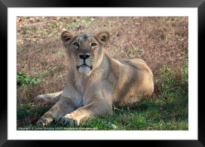 Asiatic lioness (Panthera leo persica). A critically endangered species. Framed Mounted Print by Lubos Chlubny
