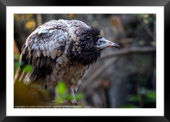 Young egyptian vulture (Neophron percnopterus) with brown feathers Framed Mounted Print by Lubos Chlubny
