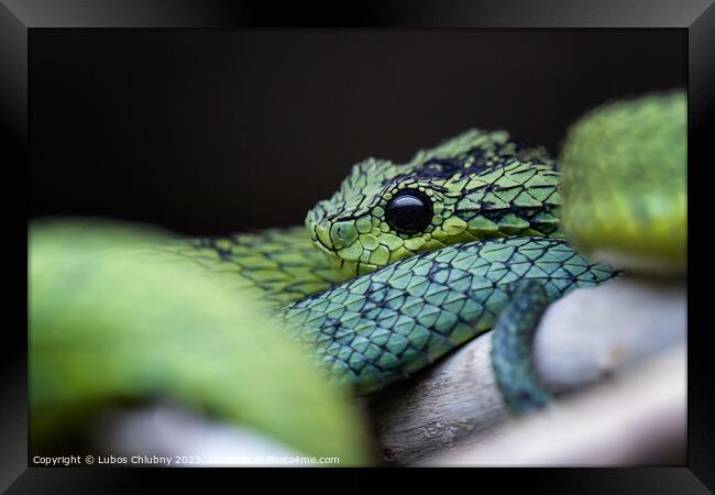 Great Lakes bush viper (Atheris nitschei) is twisted around the branch. Framed Print by Lubos Chlubny