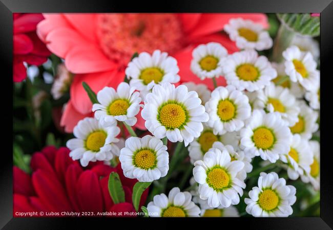 Nice bouquet isolated on white background Framed Print by Lubos Chlubny