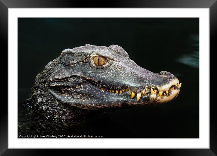 Head of a crocodile (Paleosuchus palpebrosus). Dwarf Caiman. Framed Mounted Print by Lubos Chlubny