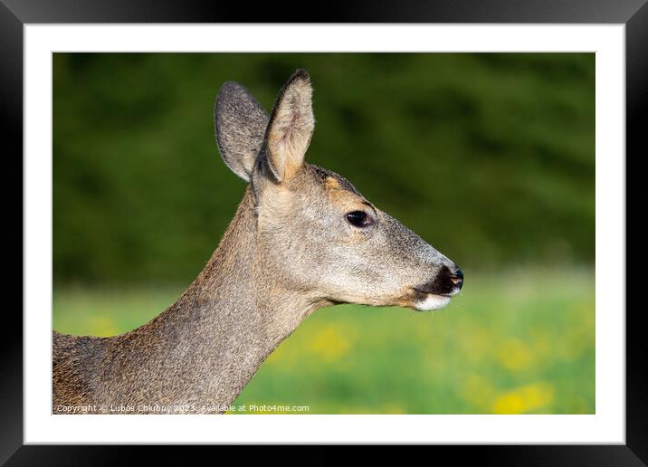 Roe deer in grass, Capreolus capreolus. Wild roe deer in nature. Framed Mounted Print by Lubos Chlubny