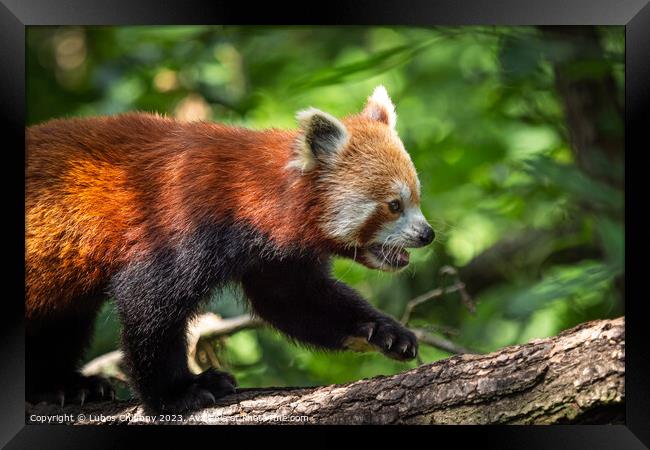 Red panda (Ailurus fulgens) on the tree. Cute panda bear in forest habitat. Framed Print by Lubos Chlubny