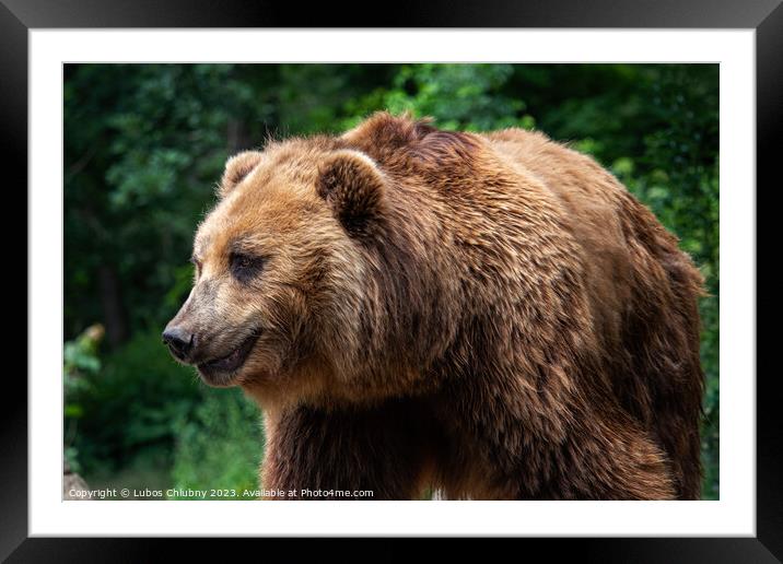 Kamchatka Brown bear (Ursus arctos beringianus). Brown fur coat, danger and aggresive animal. Big mammal from Russia. Framed Mounted Print by Lubos Chlubny