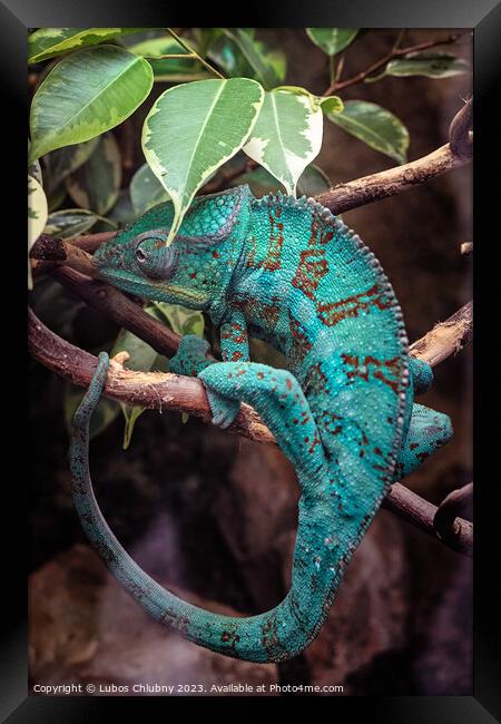 Panter Chameleon on a branch, furcifer pardalis Framed Print by Lubos Chlubny