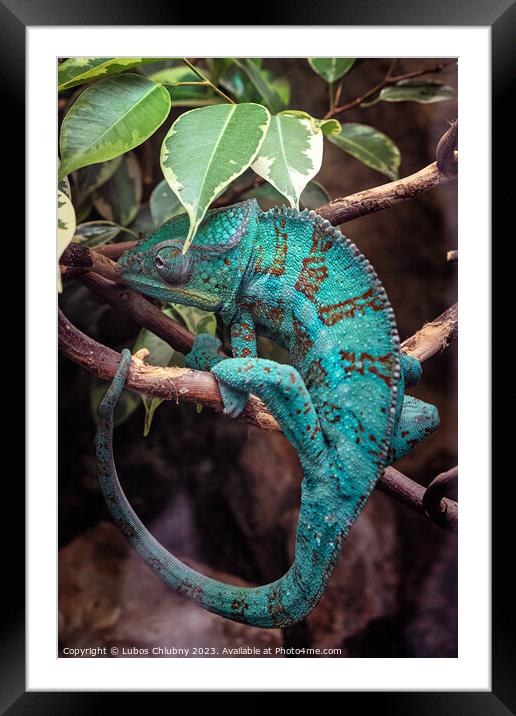 Panter Chameleon on a branch, furcifer pardalis Framed Mounted Print by Lubos Chlubny