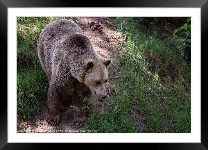 Brown bear (Ursus arctos) in the forest Framed Mounted Print by Lubos Chlubny