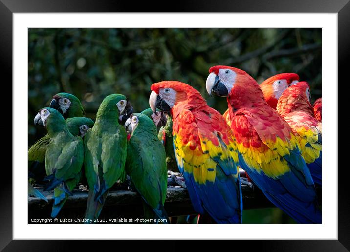 Group of Ara parrots, Red parrot Scarlet Macaw, Ara macao and military macaw (ara militaris) Framed Mounted Print by Lubos Chlubny