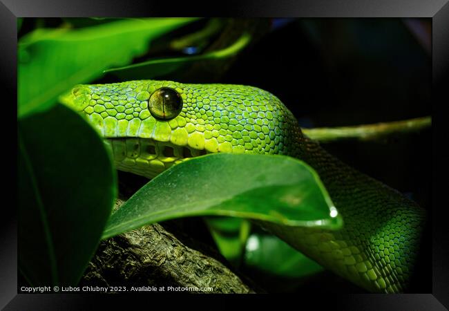 Green tree python close-up on tree branch, Morelia viridis. Framed Print by Lubos Chlubny