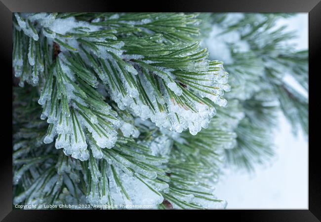 Green pine needles covered with ice Framed Print by Lubos Chlubny