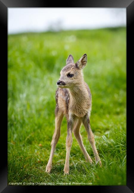 Young wild roe deer in grass, Capreolus capreolus. New born roe deer, wild spring nature. Framed Print by Lubos Chlubny