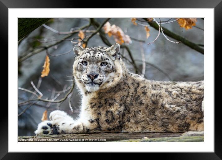 Snow leopard - Irbis (Panthera uncia). Framed Mounted Print by Lubos Chlubny
