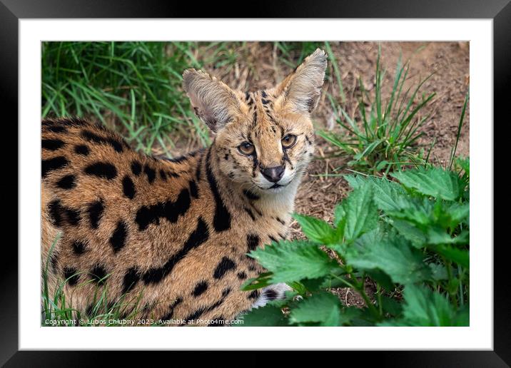 Serval cat (Leptailurus serval) beautiful animal and his portrait. Framed Mounted Print by Lubos Chlubny