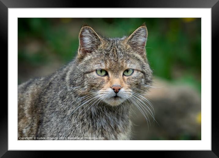 European Wild Cat (Felis silvestris) Framed Mounted Print by Lubos Chlubny