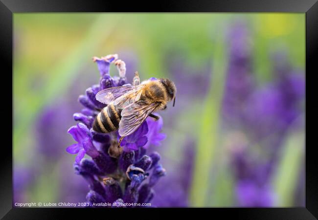 The bee pollinates the lavender flowers. Framed Print by Lubos Chlubny