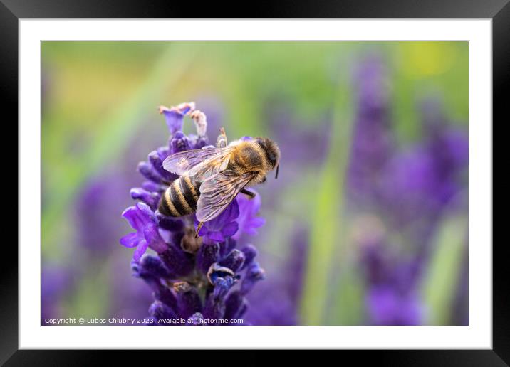 The bee pollinates the lavender flowers. Framed Mounted Print by Lubos Chlubny