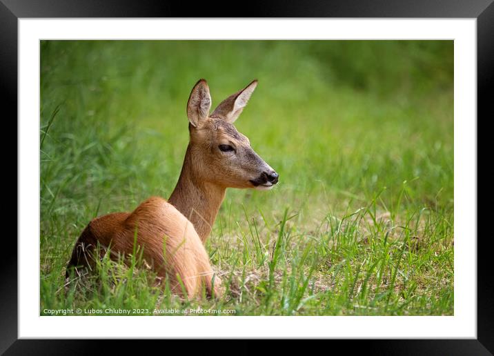 Roe deer in forest, Capreolus capreolus. Wild roe deer in nature. Framed Mounted Print by Lubos Chlubny