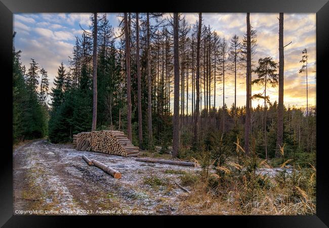 Forest road and a pile of wood. Deforestation of a beautiful forest. Framed Print by Lubos Chlubny