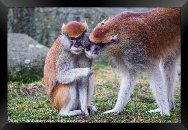 Patas monkey also known hussar monkey (Erythrocebus patas) Framed Print by Lubos Chlubny