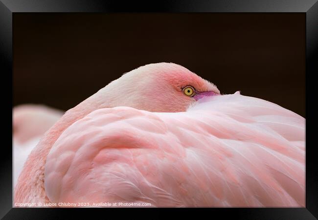 Greater flamingo, Phoenicopterus roseus. Close up detail of head and eye. Framed Print by Lubos Chlubny