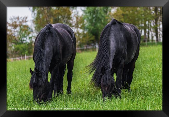 Friesian horse grazing in the meadow Framed Print by Lubos Chlubny