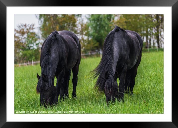 Friesian horse grazing in the meadow Framed Mounted Print by Lubos Chlubny