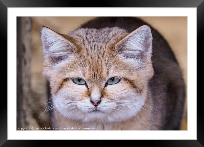 Portrait of a sand cat, Felis margarita Framed Mounted Print by Lubos Chlubny
