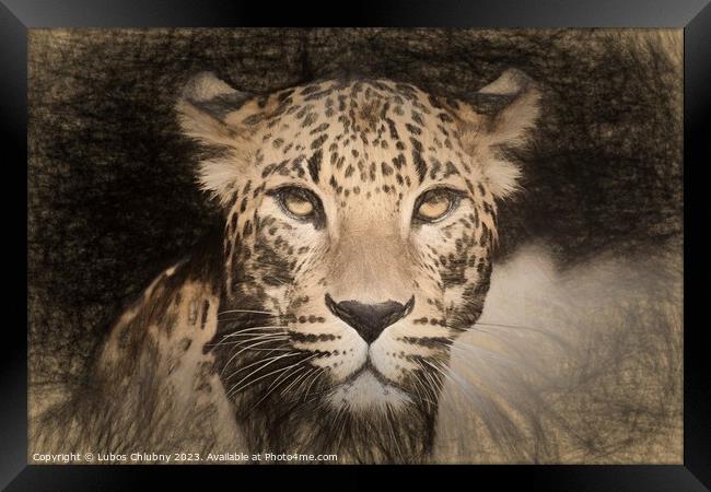 Pencil sketch with the image of a spotted Jaguar Framed Print by Lubos Chlubny