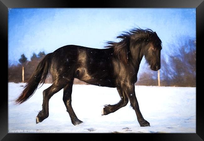 Oil painting foal Friesian horse running in the snow Framed Print by Lubos Chlubny