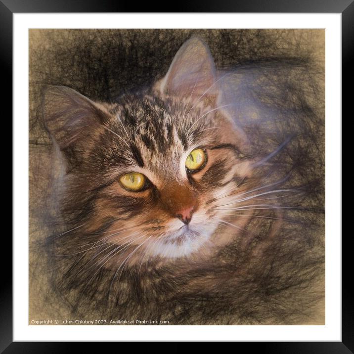 Pencil sketch with the image of a tabby cat Framed Mounted Print by Lubos Chlubny