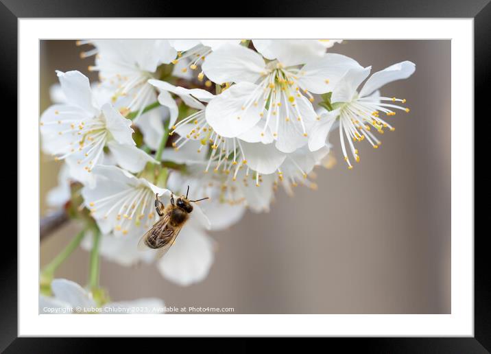 Bee on a cherry blossoms. Spring floral background. Cherry flowers blossoming in the springtime. Framed Mounted Print by Lubos Chlubny
