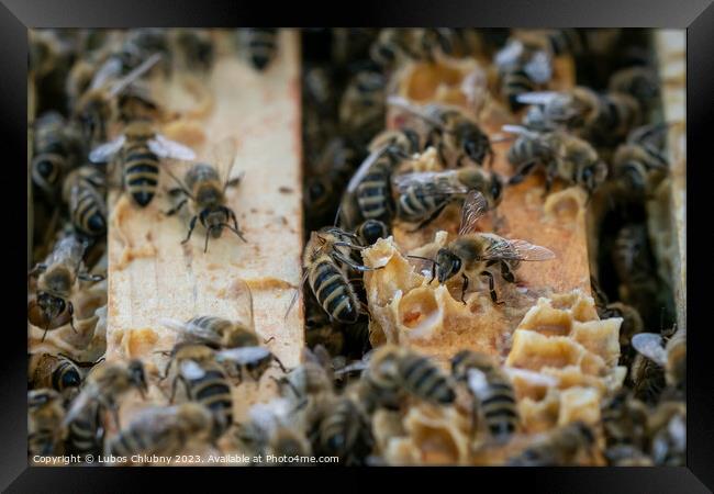 Close up view of the open hive showing the frames populated by honey bees.Bees in honeycomb. Framed Print by Lubos Chlubny