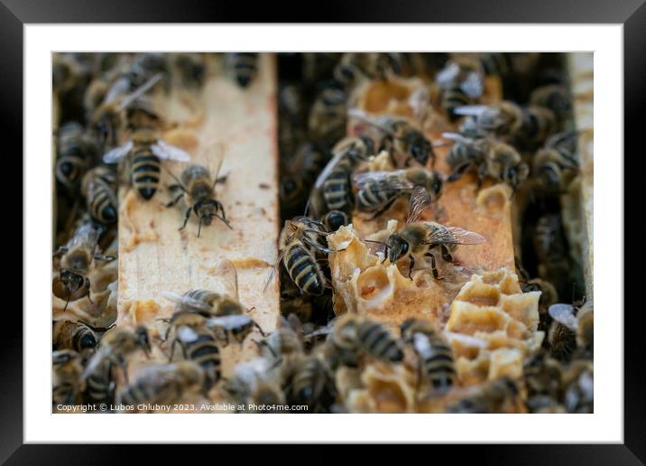 Close up view of the open hive showing the frames populated by honey bees.Bees in honeycomb. Framed Mounted Print by Lubos Chlubny