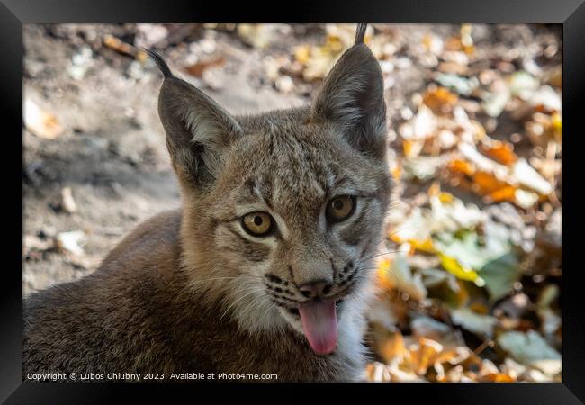 Eurasian Lynx and autumn leaves in background (scientific name Lynx lynx) Framed Print by Lubos Chlubny